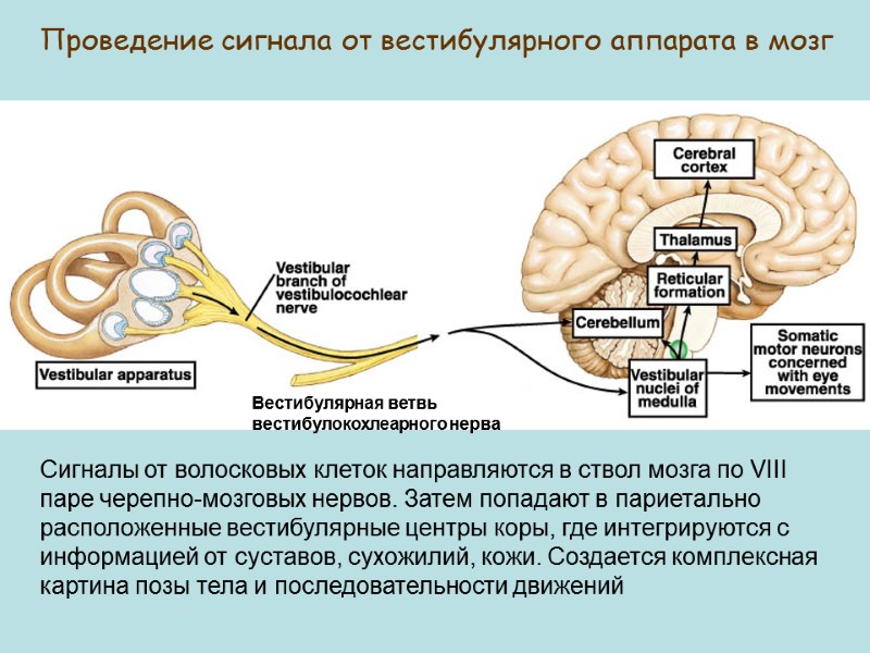 Проведение сигнала от вестибулярного аппарата в мозг Вестибулярная ветвь вестибулокохлеарного нерва Сигналы от волосковых